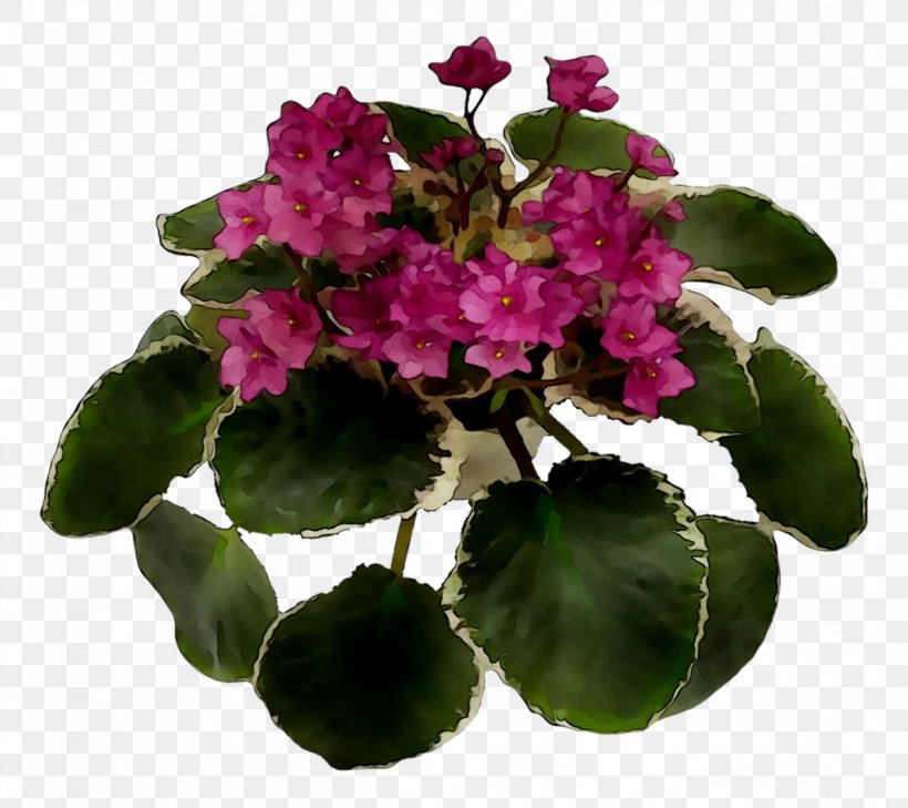 Annual Plant Flowerpot Herbaceous Plant Houseplant Violet, PNG, 1184x1053px, Annual Plant, Flower, Flowering Plant, Flowerpot, Geranium Download Free