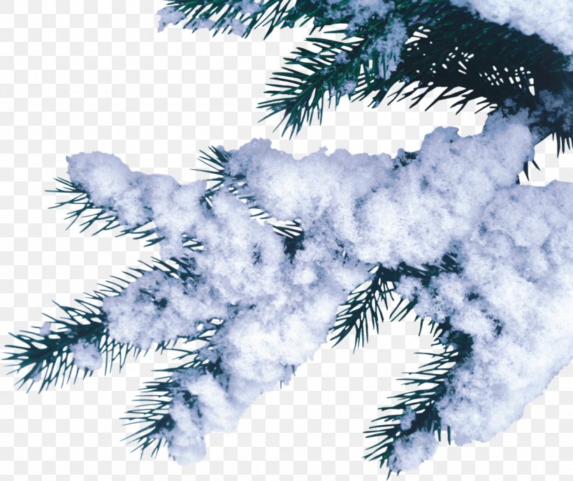 Fir Pine Spruce Snow, PNG, 1280x1076px, Fir, Branch, Christmas Tree, Conifer, Conifers Download Free
