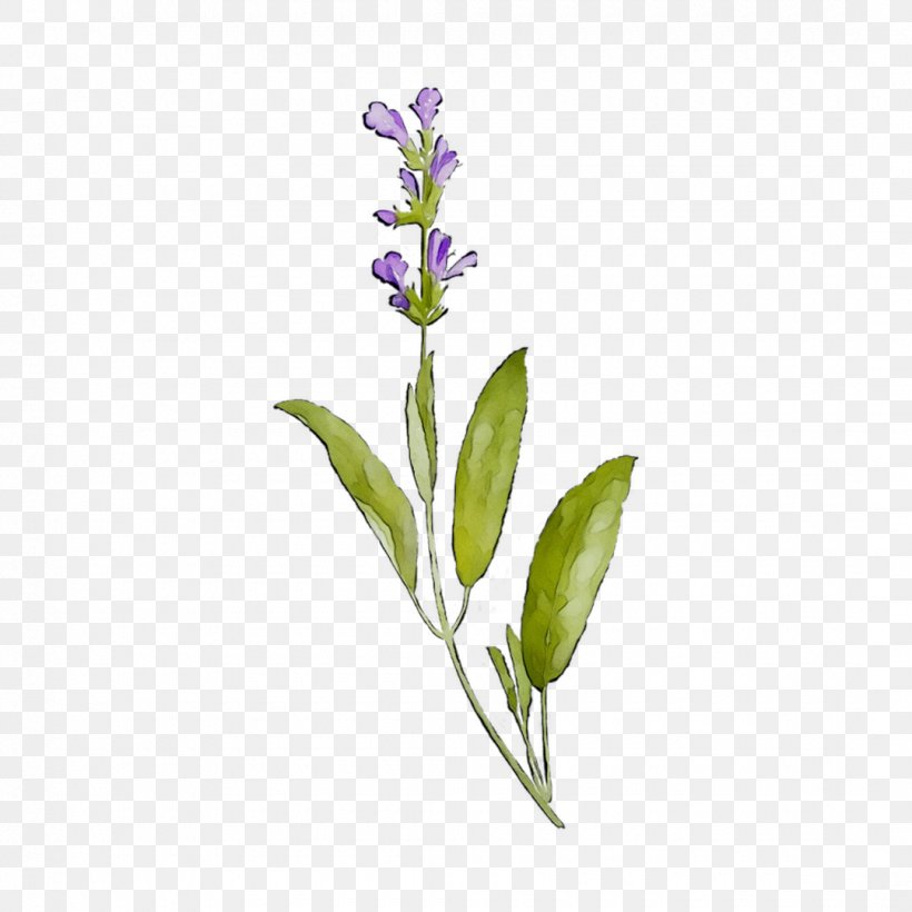 Lavender Common Sage Plant Stem Plants, PNG, 1080x1080px, Lavender, Botany, Common Sage, Flower, Flowering Plant Download Free