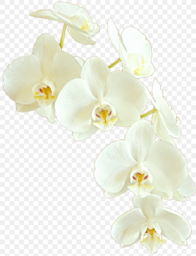 Moth Orchids Cut Flowers, PNG, 1024x1336px, Orchids, Artificial Flower, Cut Flowers, Deviantart, Flower Download Free