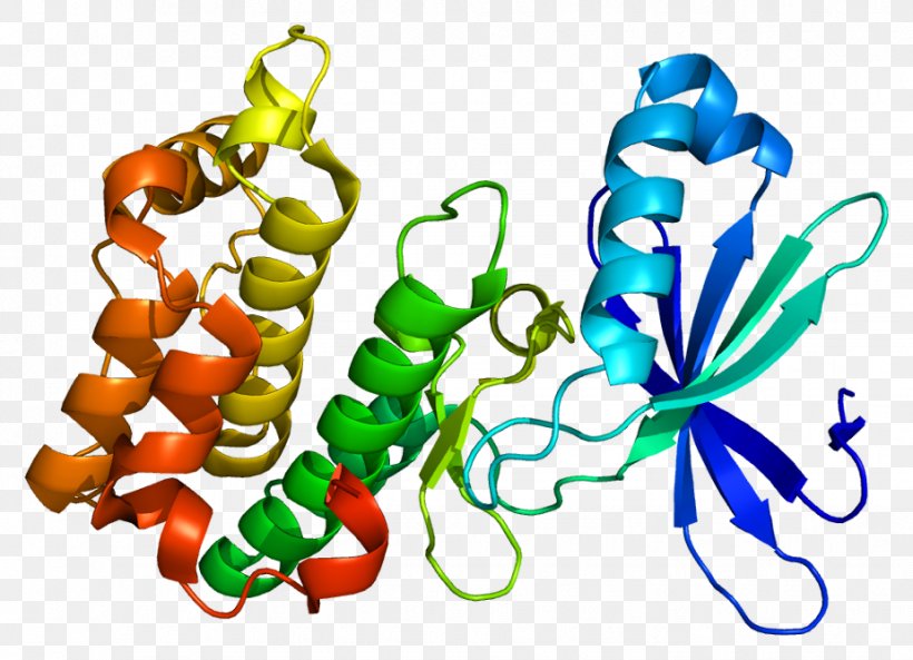 AMP-activated Protein Kinase PRKAA2 Protein Kinase, AMP-activated, Alpha 1, PNG, 925x670px, Ampactivated Protein Kinase, Adenosine Monophosphate, Artwork, Conserved Sequence, Enzyme Download Free