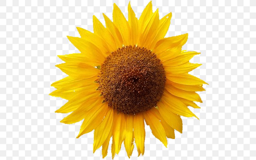 Clip Art Common Sunflower Free Content Image, PNG, 523x511px, Common Sunflower, Asterales, Daisy Family, Drawing, Flower Download Free