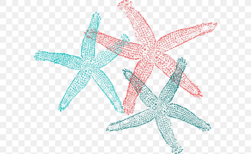 Starfish Clip Art, PNG, 600x505px, Starfish, Animal, Drawing, Echinoderm, Invertebrate Download Free