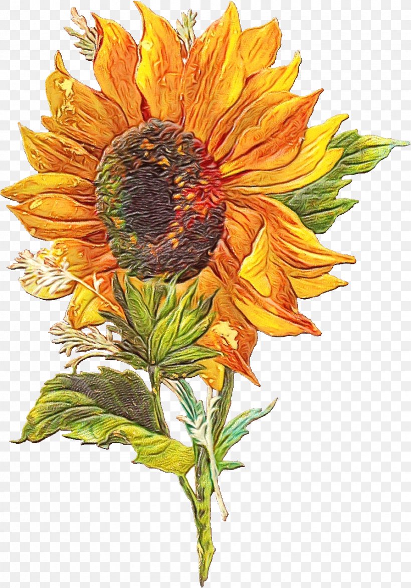 Sunflower, PNG, 894x1278px, Watercolor, Flower, Leaf, Paint, Plant Download Free