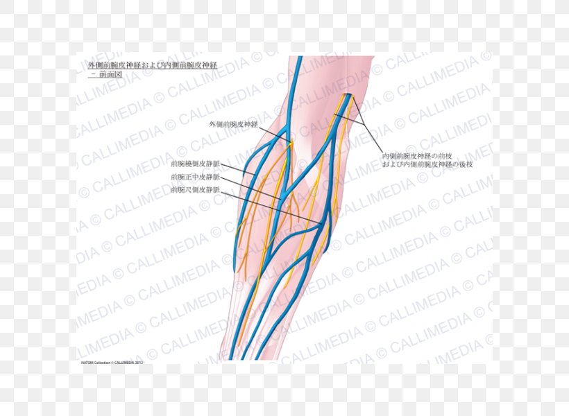 Thumb Medial Cutaneous Nerve Of Forearm Basilic Vein, PNG, 600x600px, Watercolor, Cartoon, Flower, Frame, Heart Download Free