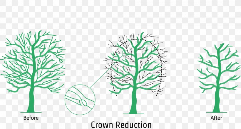 Branch Crown Pruning Leaf Tree, PNG, 1200x646px, Branch, Conifer, Crown, Flora, Grass Download Free