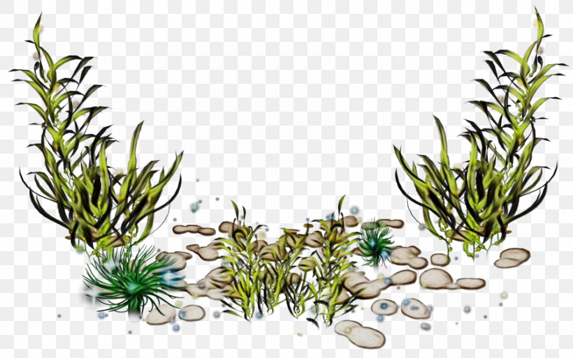 Cartoon Drawing Animation Cover Art Aquatic Plant, PNG, 900x564px, Watercolor, Algae, Animation, Aquatic Plant, Cartoon Download Free