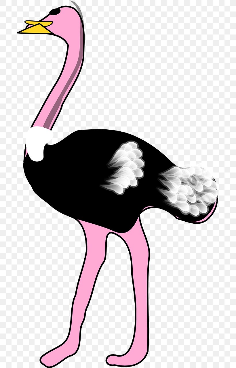 Common Ostrich Bird Clip Art, PNG, 703x1280px, Common Ostrich, Art, Beak, Bird, Blog Download Free