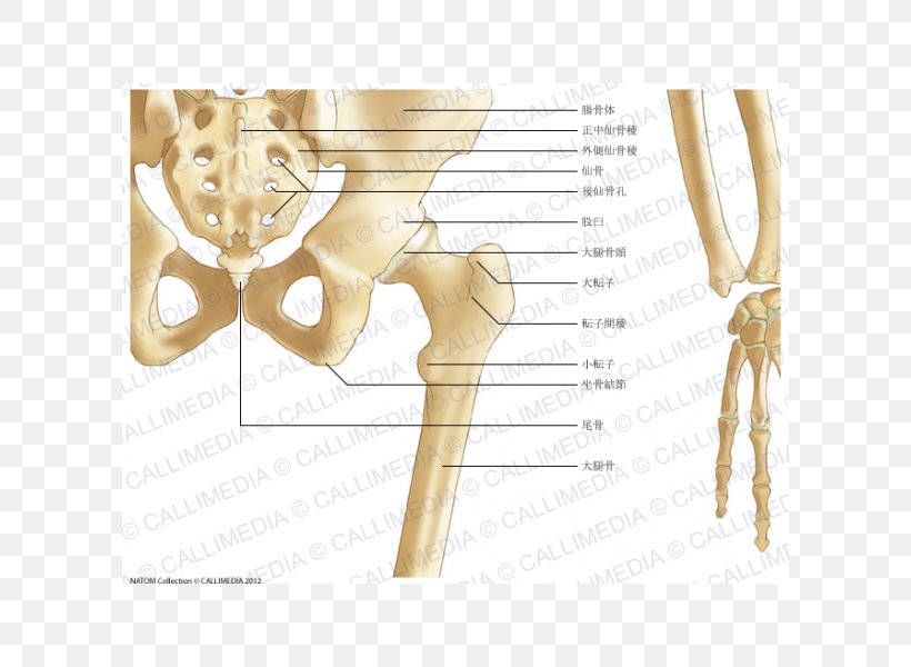 Pelvis Bone Forearm Ligament Hip, PNG, 600x600px, Watercolor, Cartoon, Flower, Frame, Heart Download Free