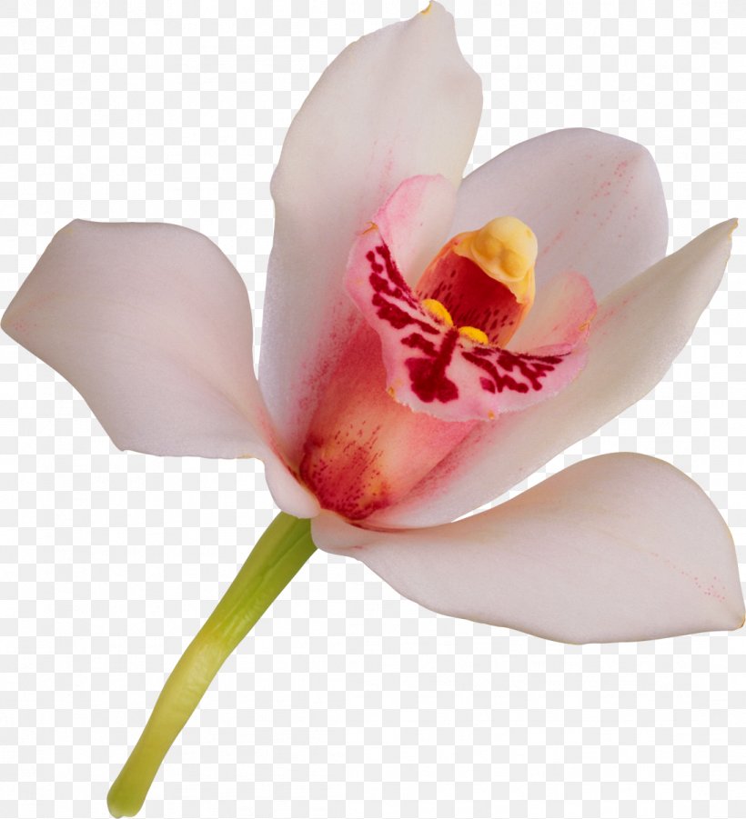 Flower Orchids Petal, PNG, 1092x1200px, Flower, Cut Flowers, Flowering Plant, Moth Orchid, Moth Orchids Download Free