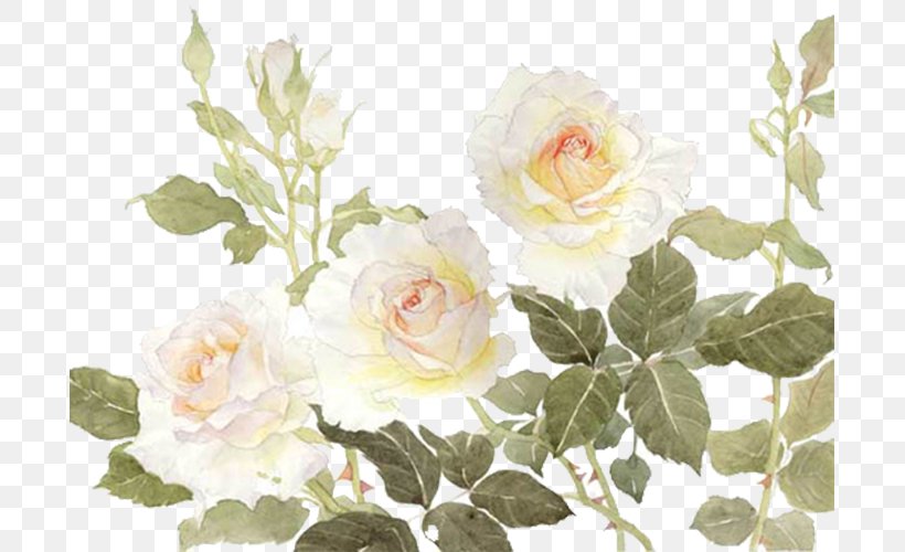 Garden Roses Centifolia Roses Flower White, PNG, 693x500px, Centifolia Roses, Artificial Flower, Flora, Floral Design, Floristry Download Free