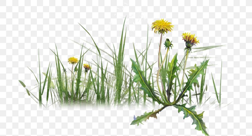 Image Dandelion Herbaceous Plant Plants, PNG, 699x444px, Dandelion, Chamaemelum Nobile, Commodity, Daisy, Daisy Family Download Free