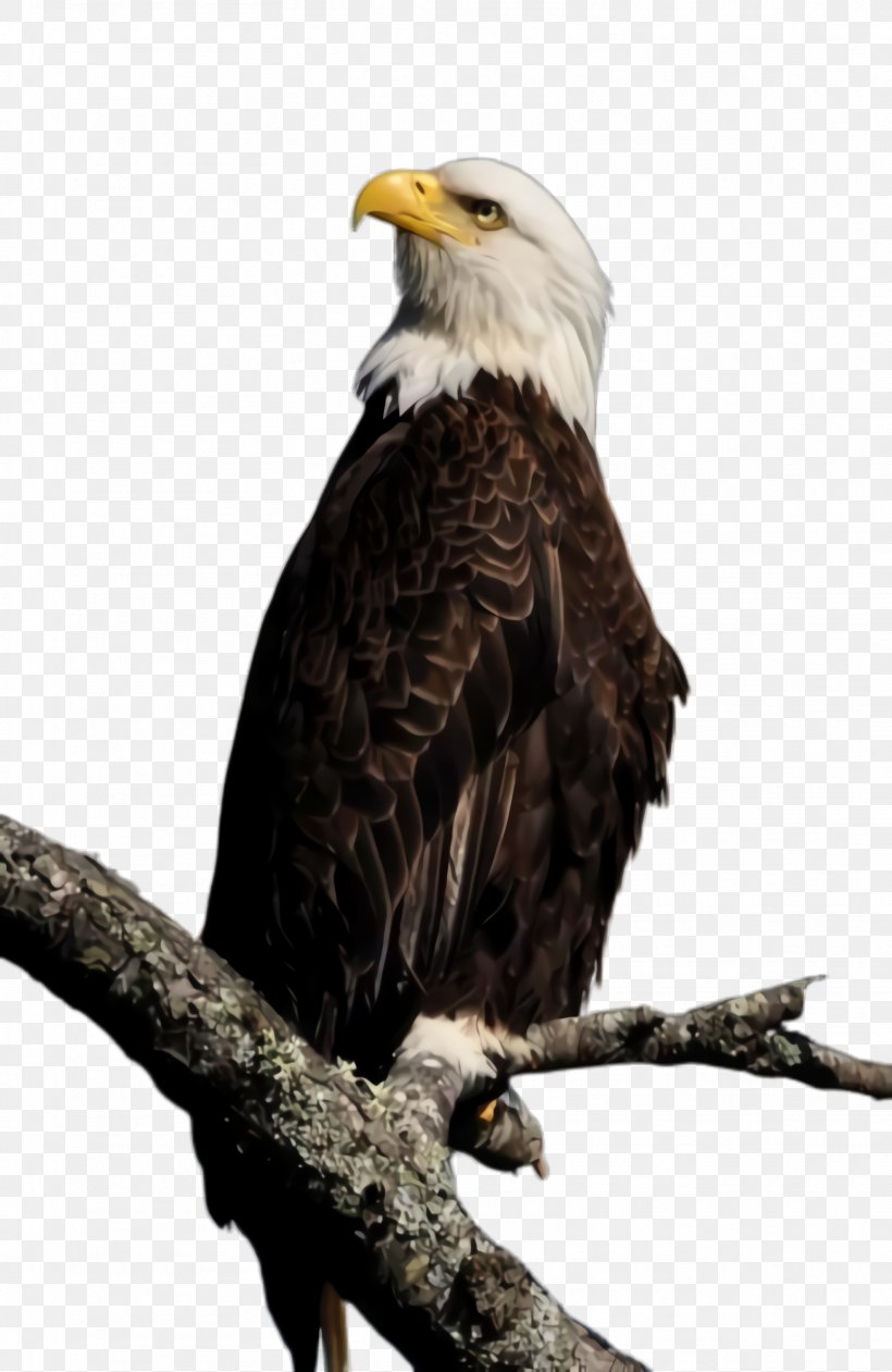 Bird Bald Eagle Bird Of Prey Eagle Beak, PNG, 1612x2480px, Bird, Accipitridae, Bald Eagle, Beak, Bird Of Prey Download Free