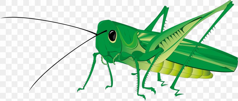 Grasshopper Download Clip Art, PNG, 3479x1479px, Grasshopper, Art, Arthropod, Cartoon, Cricket Download Free