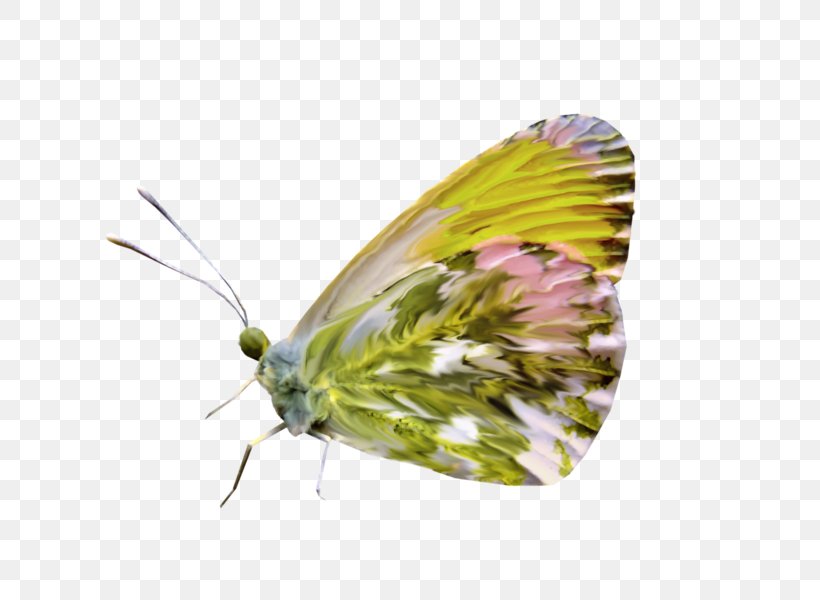 Brush-footed Butterflies Pieridae Moth Butterfly, PNG, 800x600px, Brushfooted Butterflies, Arthropod, Brush Footed Butterfly, Butterfly, Insect Download Free