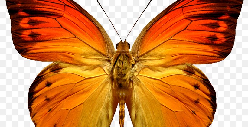 Butterfly Insect Clip Art Image Borboleta, PNG, 800x420px, Butterfly, Arthropod, Borboleta, Brush Footed Butterfly, Butterflies And Moths Download Free