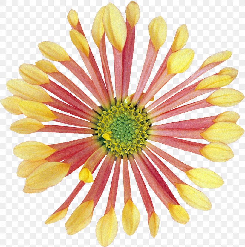Cut Flowers Yellow Clip Art, PNG, 1228x1239px, Flower, Chrysanthemum, Chrysanths, Cut Flowers, Daisy Download Free