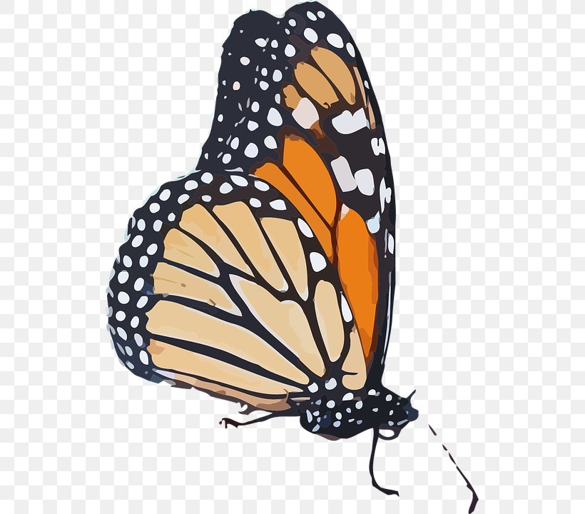 Monarch Butterfly Queen Insect Wing Clip Art, PNG, 523x720px, Monarch Butterfly, Animal Migration, Arthropod, Brush Footed Butterfly, Butterfly Download Free