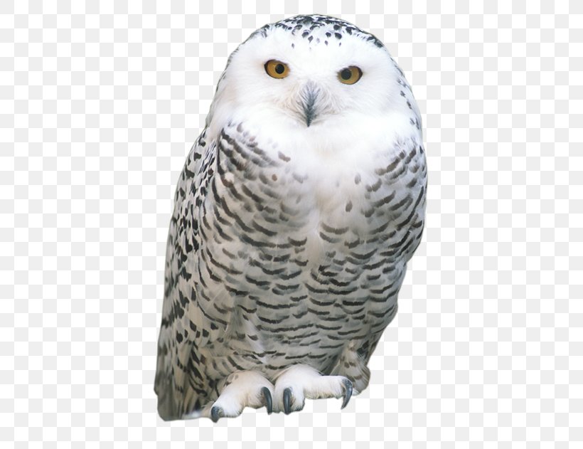 Tawny Owl Snowy Owl Eurasian Eagle-owl Bird Striginae, PNG, 400x631px, Tawny Owl, Athene, Barn Owl, Beak, Bird Download Free