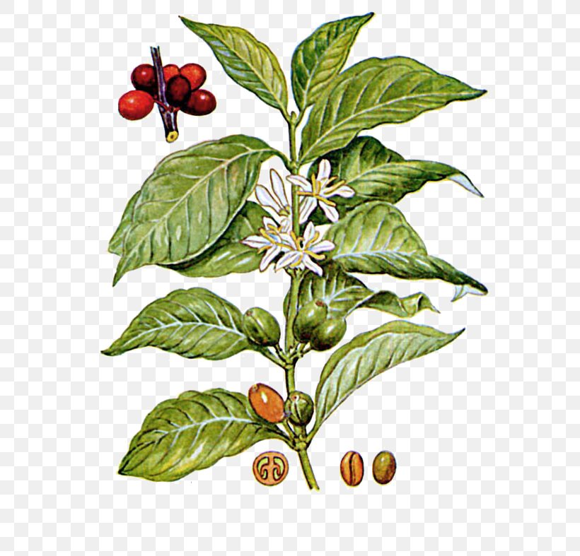 Arabica Coffee Robusta Coffee Decaffeination Coffea Liberica, PNG, 664x787px, Coffee, Aquifoliaceae, Arabica Coffee, Berry, Botanical Illustration Download Free
