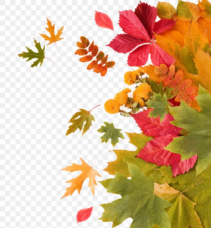 Autumn Leaf, PNG, 2228x2406px, Autumn, Autumn Leaves, Branch, Gratis, Leaf Download Free