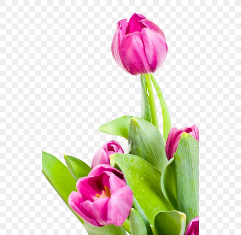 Desktop Wallpaper WUXGA Super Extended Graphics Array Wide VGA, PNG, 533x800px, Uxga, Aspect Ratio, Bud, Cut Flowers, Display Resolution Download Free