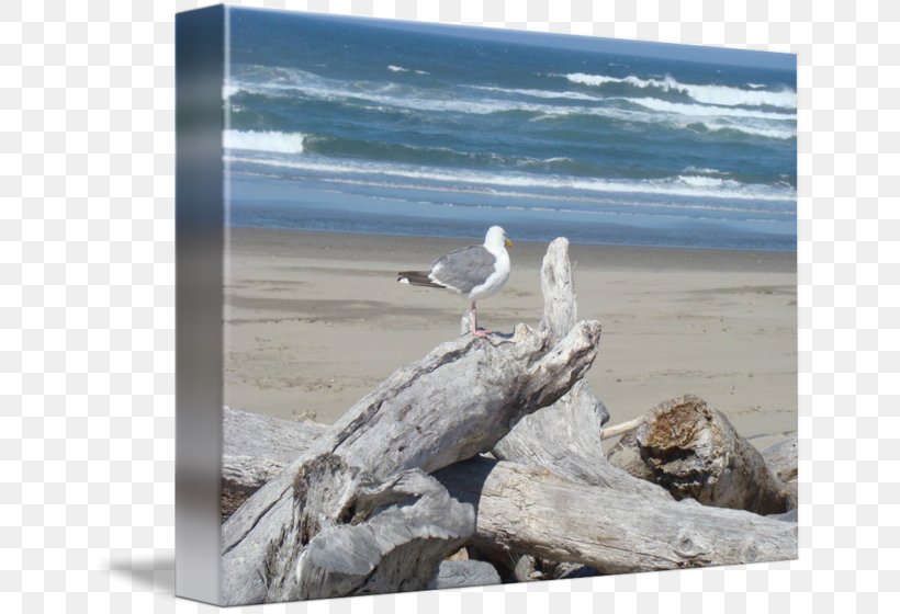 Shore Driftwood Gulls Art Sea, PNG, 650x560px, Shore, Art, Beach, Canvas, Coast Download Free