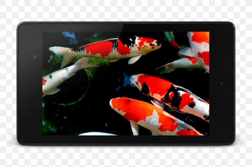 Koi HDLiveWallpaper Android, PNG, 1351x900px, Koi, Android, Android Version History, Computer Monitors, Getjar Download Free