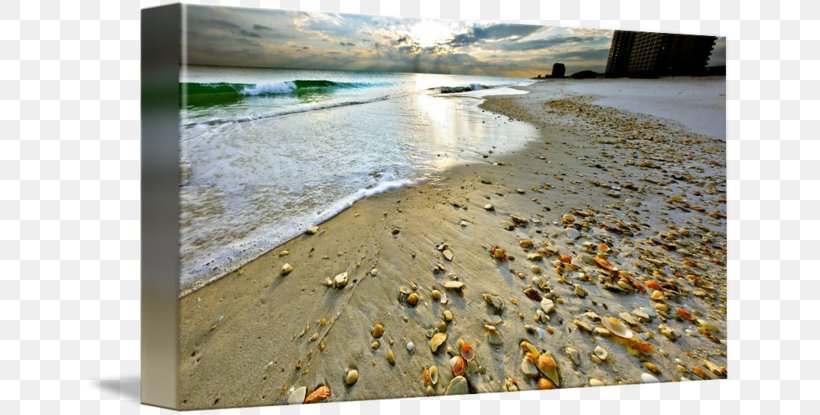 Navarre Shore Seashell Sand Beach, PNG, 650x415px, Navarre, Art, Beach, Beachcombing, Caracol Download Free