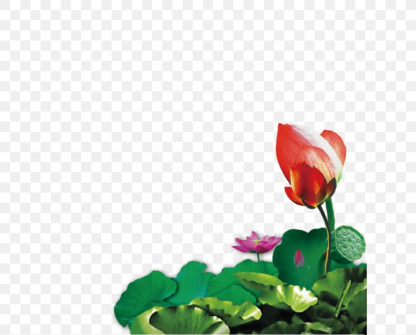 Nelumbo Nucifera Lotus Effect Download, PNG, 627x661px, Nelumbo Nucifera, Annual Plant, Bud, Flower, Flowering Plant Download Free