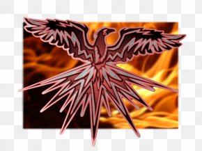 Phoenix - Phoenix Fire Pit Swimming Pool PNG