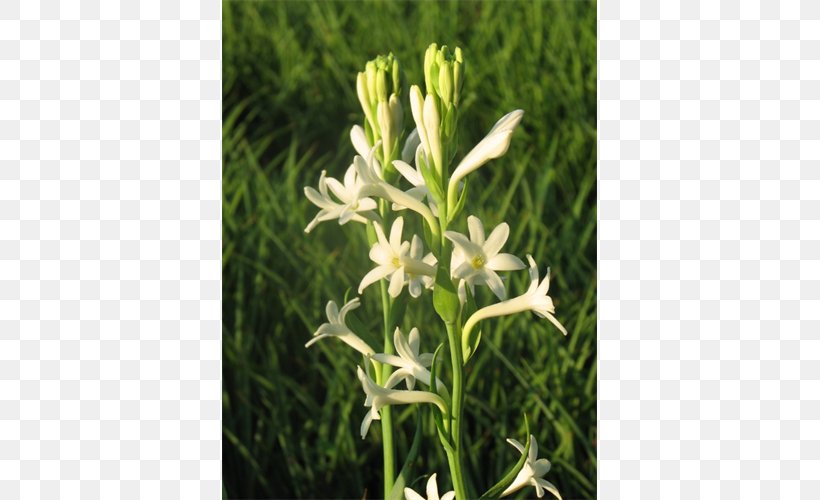 Tuberose Bulb Double-flowered Plant, PNG, 500x500px, Tuberose, Bulb, Doubleflowered, Elephant Ear, Flora Download Free