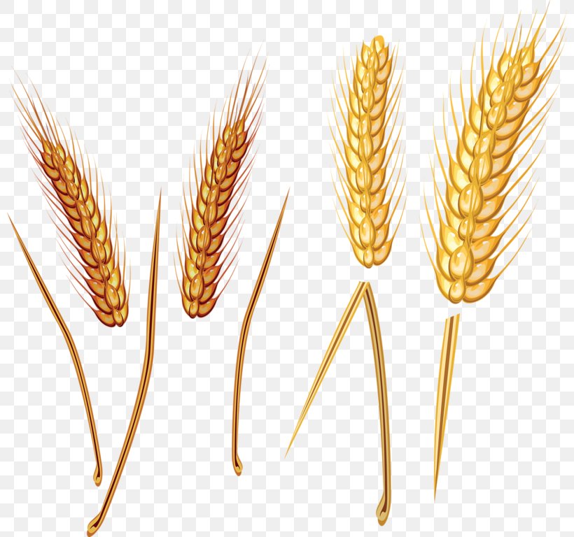 Emmer Straw Clip Art, PNG, 800x768px, Emmer, Albom, Cereal, Cereal Germ, Commodity Download Free