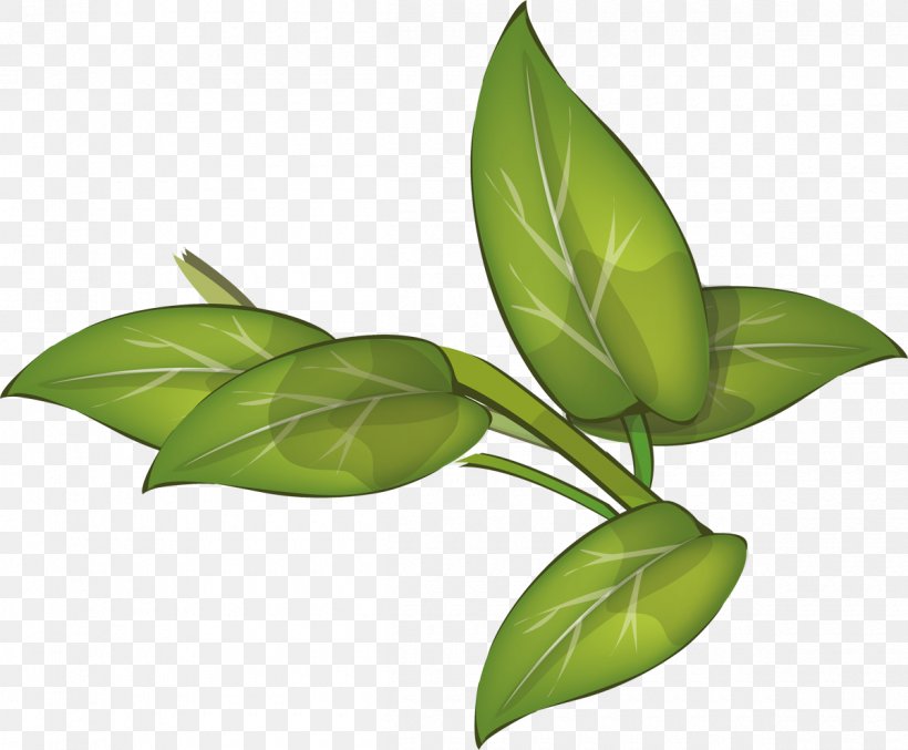 Leaf Plant Stem, PNG, 1200x991px, Leaf, Branch, Plant, Plant Stem Download Free