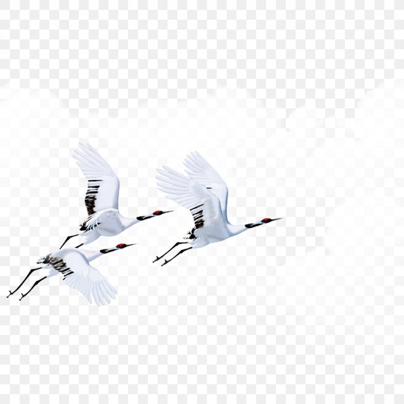 Red-crowned Crane, PNG, 827x827px, Crane, Aircraft, Airplane, Bird, Feather Download Free