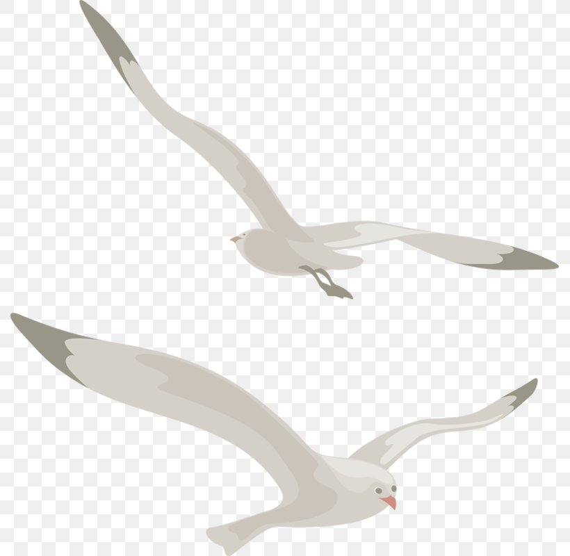 Bird European Herring Gull Great Black-backed Gull Clip Art, PNG, 789x800px, Bird, Albom, American Herring Gull, Beak, Cartoon Download Free