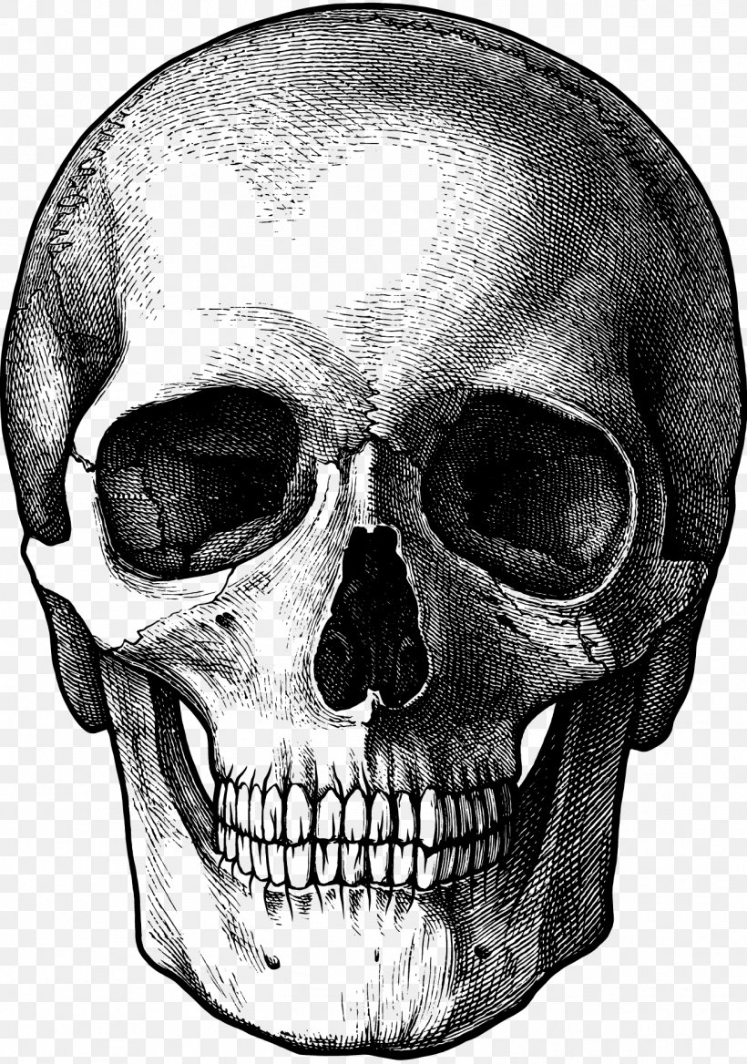 Drawing Skull Art, PNG, 1317x1876px, Drawing, Art, Art Museum, Black And White, Bone Download Free
