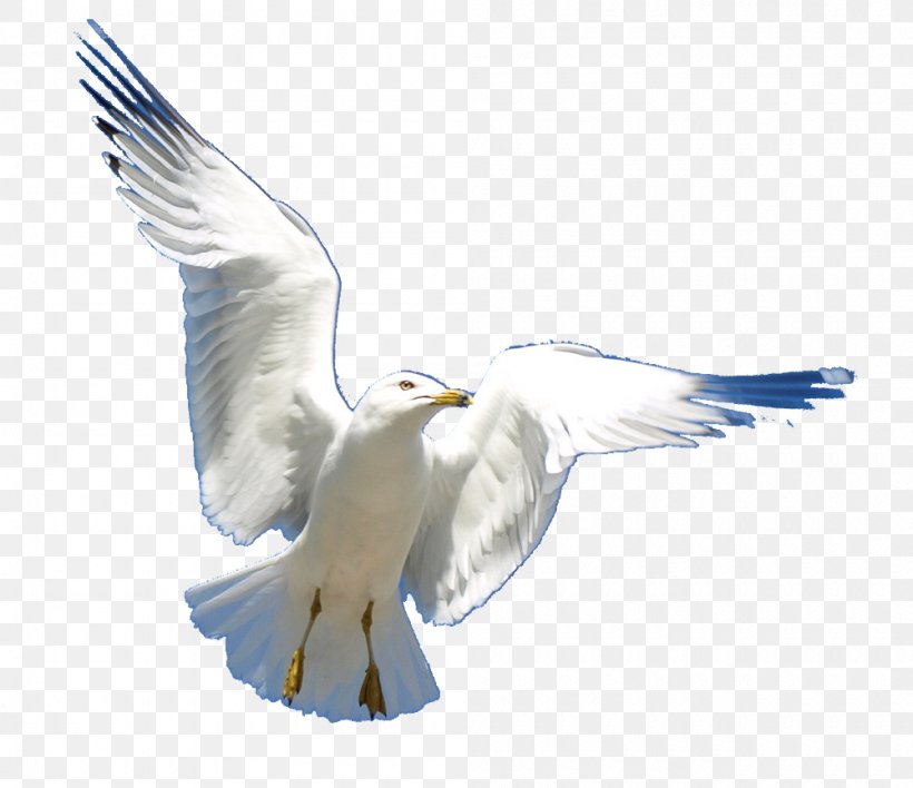 European Herring Gull Gulls Wildlife Fauna Feather, PNG, 1000x864px, European Herring Gull, American Herring Gull, Beak, Bird, Charadriiformes Download Free