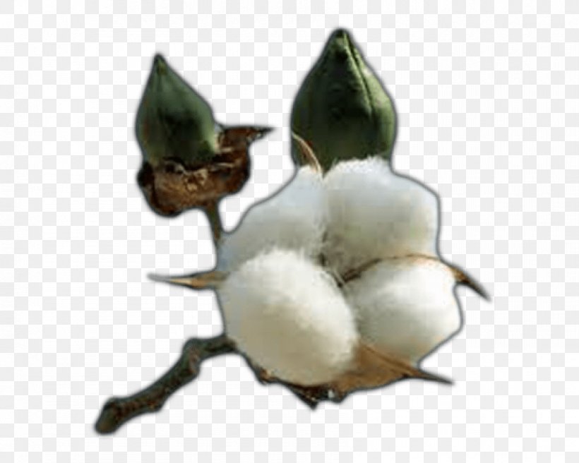 Gossypium Hirsutum Cottonseed Oil Cottonseed Oil Textile, PNG, 850x680px, Gossypium Hirsutum, Agriculture, Bt Cotton, Cotton, Cottonseed Download Free