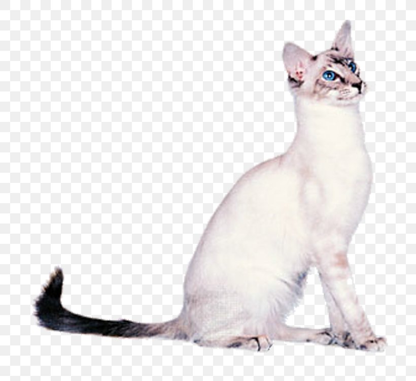 Balinese Cat Oriental Shorthair Siamese Cat Cornish Rex LaPerm, PNG, 750x750px, Balinese Cat, Aegean Cat, Asian, Balinese, Breed Download Free
