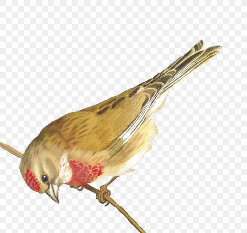 Cartoon Bird, PNG, 1172x1106px, Beak, Bird, Feather, Finch, Finches Download Free