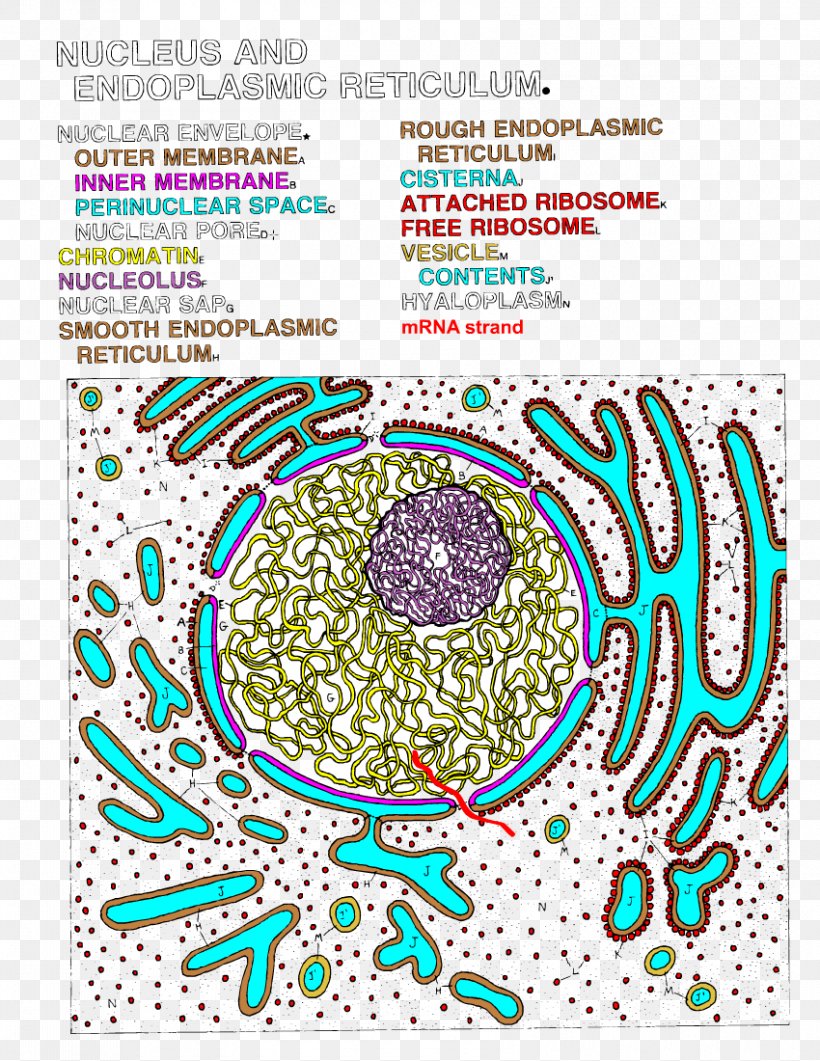 Endoplasmic Reticulum Cell Nucleus Cisterna Color, PNG, 850x1100px, Endoplasmic Reticulum, Anatomy, Area, Cell Nucleus, Cisterna Download Free