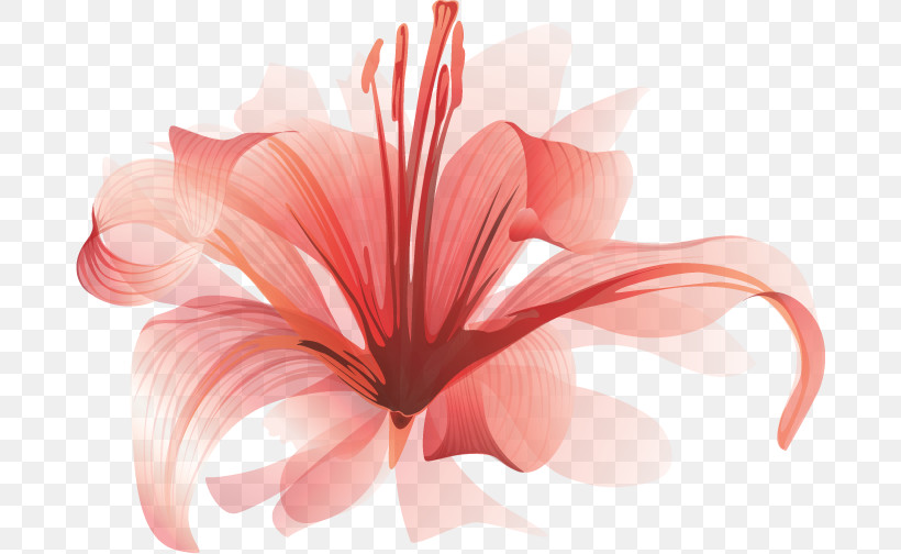 Lily Flower, PNG, 682x504px, Lily Flower, Closeup, Peach Download Free