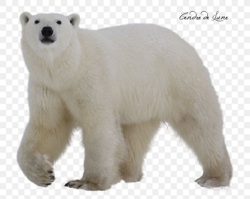 Polar Bear Clip Art, PNG, 784x652px, Polar Bear, Animal, Bear, Brown Bear, Carnivoran Download Free