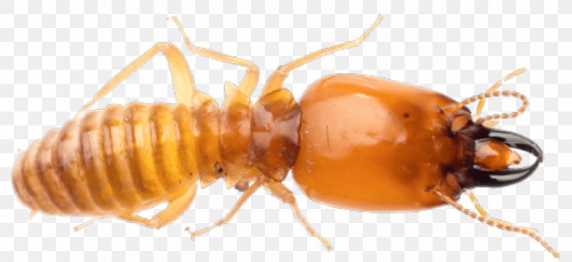 Premier Termite & Pest Control Ant Exterminator, PNG, 850x390px, Pest Control, Alate, Ant, Arthropod, Beetle Download Free