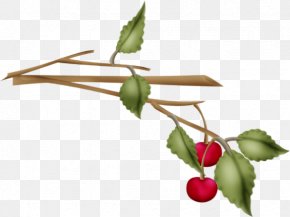 Plant Stem Twig - Rose Flower Drawing PNG