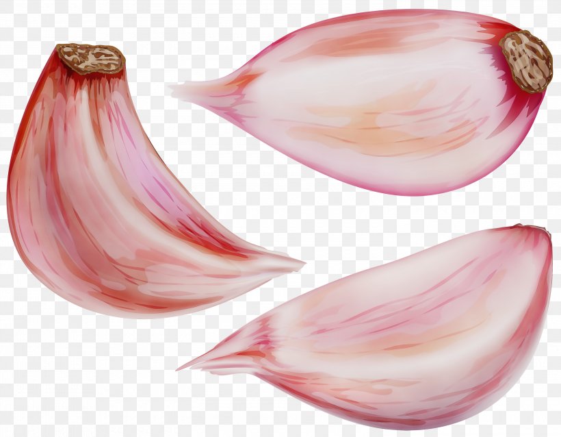 Shallot Pink Red Onion Onion Vegetable, PNG, 3000x2337px, Watercolor, Allium, Food, Onion, Paint Download Free