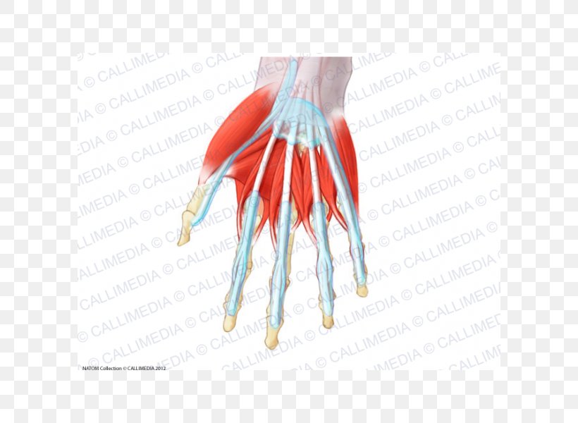Thumb Muscle Muscular System Lumbricals Of The Hand Anatomy, PNG, 600x600px, Thumb, Anatomy, Arm, Bone, Digit Download Free