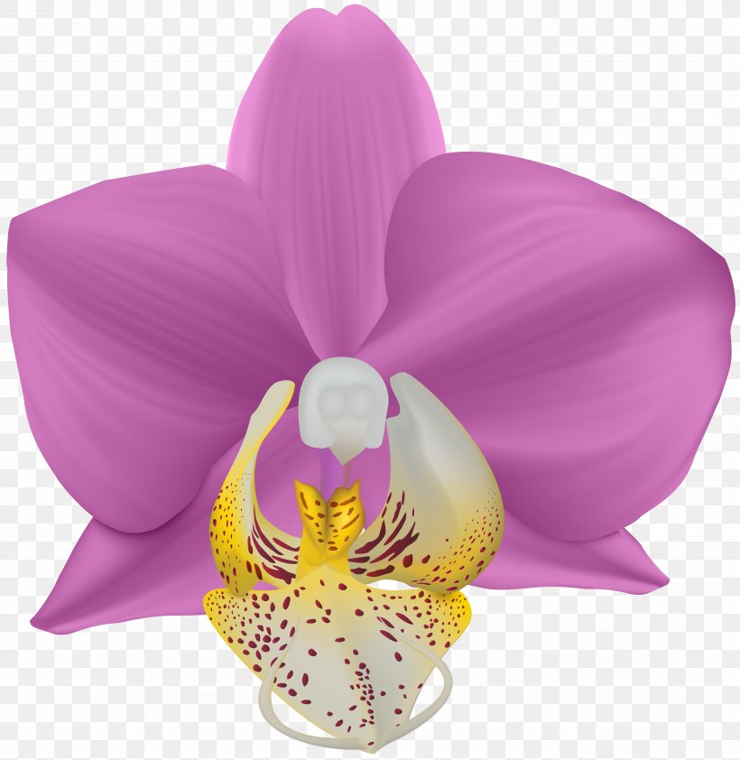 Violet Moth Orchids Flower Clip Art, PNG, 7782x8000px, Violet, African Violets, Cattleya, Cattleya Orchids, Cut Flowers Download Free