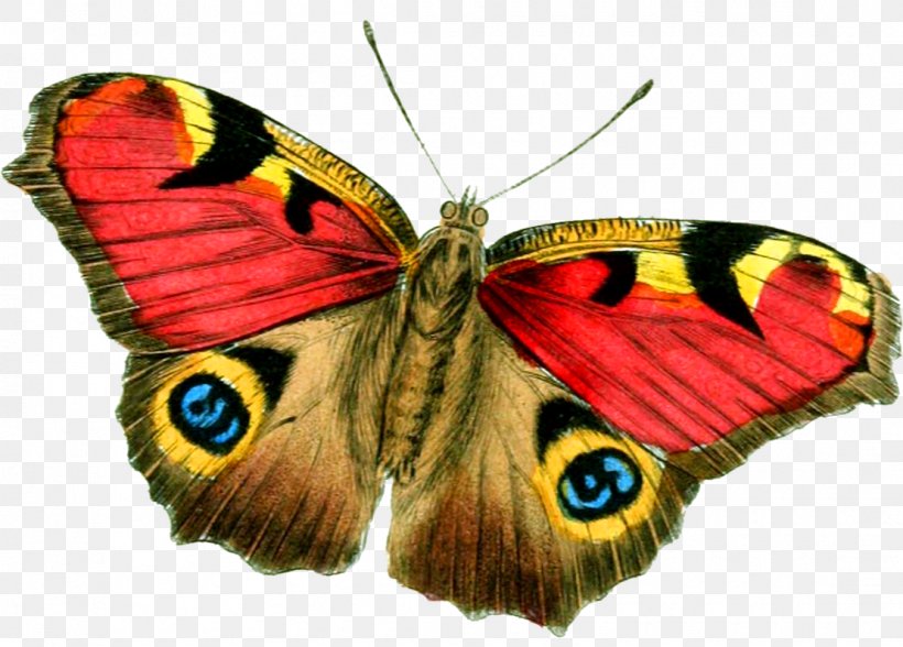Butterfly Clip Art, PNG, 1110x797px, Butterfly, Arthropod, Brush Footed Butterfly, Colias, Display Resolution Download Free